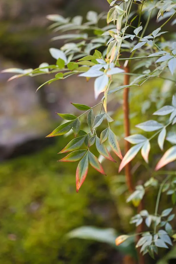 Matsuharu Ann Villa Kyoto